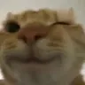catwink2