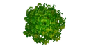 bush