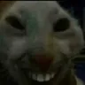 xdd xdd