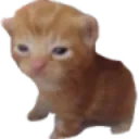 robort