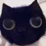 Catstare catstare Discord Emoji