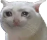 catcry