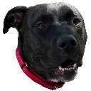 GoodDog