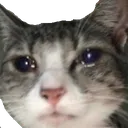 are_you_kitten_me_right_meow are_you_kitten_me_right_meow