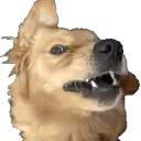 kiradadogsmollest