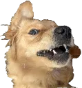 kiradog1