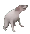 dog_dance