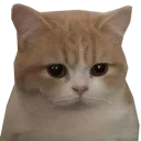 aurorassadcat