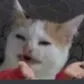 mikenoob mikenoob