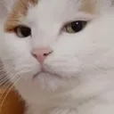 CaT_Smirk
