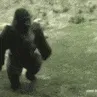 monkeywalk