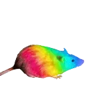 GayRatJam GayRatJam