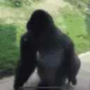gorillaspin