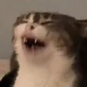 ugly_cat