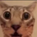 wut