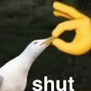 shut shut