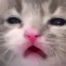 AGC_CatCry2 Discord emoji