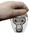 meatballpetpet meatballpetpet