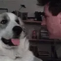 dogjiff