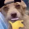 doglipbite