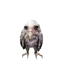 zorplet
