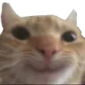 happcat Discord Emoji