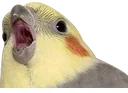 aaa