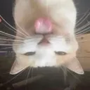 goofysilly