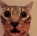 gato_surprise gato_surprise