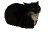 Spincat Discord Emoji