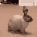 ML_bunny_scare ML_bunny_scare