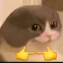 catbeg