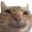 catsmile catsmile