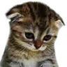 Sad_cat