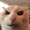 catgrrr