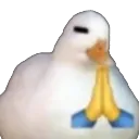 duckpray