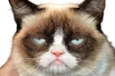 grumpycat
