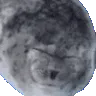 seal_silly