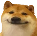 smiledog