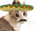 Mexicat Discord emoji