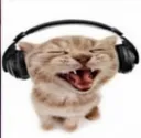 music_cat