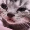 cryingkitty