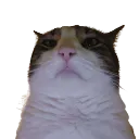bruh_catto_02 Discord Emoji