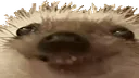 xdd