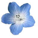 AQ_blueflower2