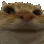 cat_no