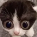 Kitty kitty Discord Emoji