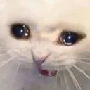 Cat Cry cat_cry Discord Emoji