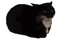 cat_maxwell Discord Emoji