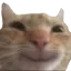 Catyay catyay Discord Emoji